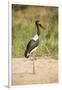 Saddle Billed Stork-Michele Westmorland-Framed Premium Photographic Print