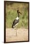 Saddle Billed Stork-Michele Westmorland-Framed Premium Photographic Print
