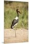 Saddle Billed Stork-Michele Westmorland-Mounted Premium Photographic Print