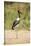 Saddle Billed Stork-Michele Westmorland-Stretched Canvas