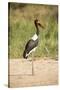 Saddle Billed Stork-Michele Westmorland-Stretched Canvas