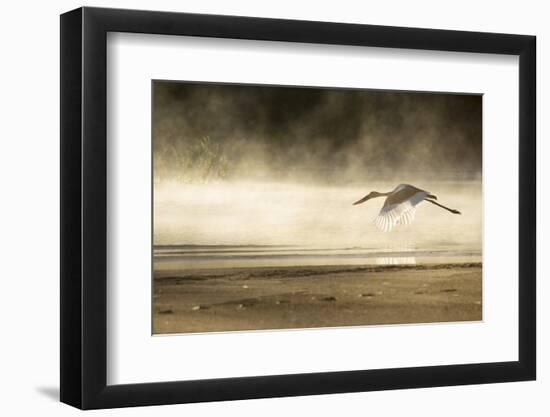 Saddle Billed Stork-Michele Westmorland-Framed Premium Photographic Print