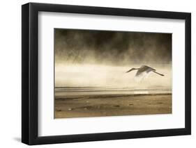 Saddle Billed Stork-Michele Westmorland-Framed Premium Photographic Print