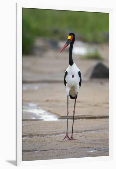 Saddle-Billed Stork-Michele Westmorland-Framed Photographic Print