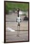 Saddle-Billed Stork-Michele Westmorland-Framed Photographic Print