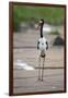 Saddle-Billed Stork-Michele Westmorland-Framed Photographic Print