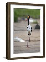 Saddle-Billed Stork-Michele Westmorland-Framed Photographic Print