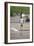 Saddle-Billed Stork-Michele Westmorland-Framed Photographic Print