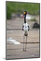 Saddle-Billed Stork-Michele Westmorland-Mounted Photographic Print