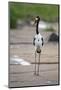 Saddle-Billed Stork-Michele Westmorland-Mounted Photographic Print