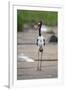 Saddle-Billed Stork-Michele Westmorland-Framed Photographic Print