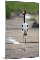 Saddle-Billed Stork-Michele Westmorland-Mounted Photographic Print