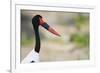 Saddle-Billed Stork-Michele Westmorland-Framed Photographic Print