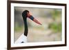 Saddle-Billed Stork-Michele Westmorland-Framed Photographic Print