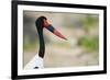 Saddle-Billed Stork-Michele Westmorland-Framed Photographic Print