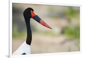 Saddle-Billed Stork-Michele Westmorland-Framed Photographic Print