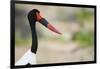 Saddle-Billed Stork-Michele Westmorland-Framed Photographic Print