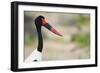 Saddle-Billed Stork-Michele Westmorland-Framed Photographic Print