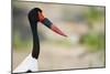 Saddle-Billed Stork-Michele Westmorland-Mounted Photographic Print