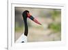 Saddle-Billed Stork-Michele Westmorland-Framed Photographic Print