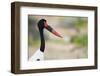 Saddle-Billed Stork-Michele Westmorland-Framed Photographic Print