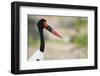 Saddle-Billed Stork-Michele Westmorland-Framed Photographic Print