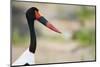 Saddle-Billed Stork-Michele Westmorland-Mounted Photographic Print