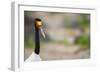 Saddle-Billed Stork-Michele Westmorland-Framed Photographic Print