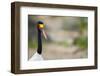 Saddle-Billed Stork-Michele Westmorland-Framed Photographic Print