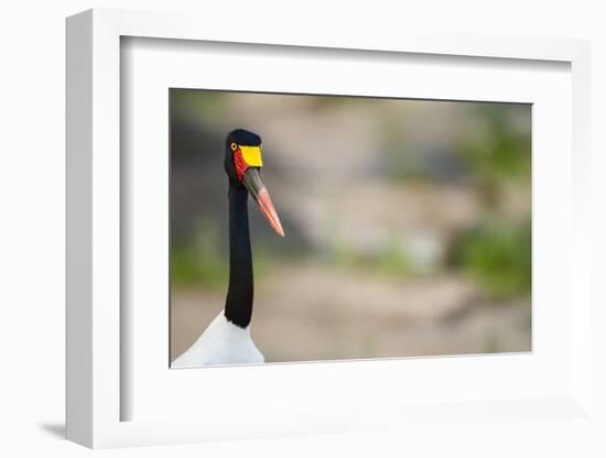 Saddle-Billed Stork-Michele Westmorland-Framed Photographic Print