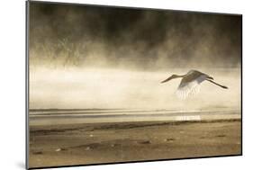 Saddle Billed Stork-Michele Westmorland-Mounted Photographic Print