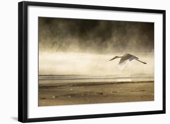 Saddle Billed Stork-Michele Westmorland-Framed Photographic Print