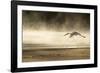 Saddle Billed Stork-Michele Westmorland-Framed Photographic Print