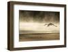 Saddle Billed Stork-Michele Westmorland-Framed Photographic Print