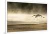 Saddle Billed Stork-Michele Westmorland-Framed Photographic Print