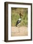 Saddle Billed Stork-Michele Westmorland-Framed Photographic Print