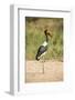 Saddle Billed Stork-Michele Westmorland-Framed Photographic Print