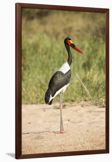 Saddle Billed Stork-Michele Westmorland-Framed Photographic Print