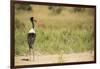 Saddle Billed Stork-Michele Westmorland-Framed Photographic Print