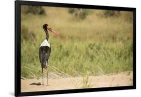 Saddle Billed Stork-Michele Westmorland-Framed Photographic Print