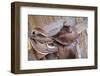 Saddle resting on the railing, Tucson, Arizona, USA.-Julien McRoberts-Framed Photographic Print