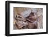 Saddle resting on the railing, Tucson, Arizona, USA.-Julien McRoberts-Framed Photographic Print