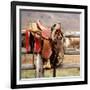 Saddle Up-Danita Delimont-Framed Photo