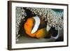 Saddleback Anemonefish (Amphiprion Polymnus) in Anemone Home, Anilao, Batangas, Luzon, Philippines-Alex Mustard-Framed Photographic Print