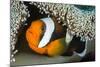 Saddleback Anemonefish (Amphiprion Polymnus) in Anemone Home, Anilao, Batangas, Luzon, Philippines-Alex Mustard-Mounted Photographic Print