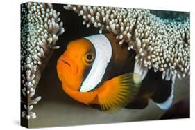 Saddleback Anemonefish (Amphiprion Polymnus) in Anemone Home, Anilao, Batangas, Luzon, Philippines-Alex Mustard-Stretched Canvas