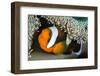 Saddleback Anemonefish (Amphiprion Polymnus) in Anemone Home, Anilao, Batangas, Luzon, Philippines-Alex Mustard-Framed Photographic Print