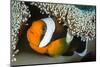 Saddleback Anemonefish (Amphiprion Polymnus) in Anemone Home, Anilao, Batangas, Luzon, Philippines-Alex Mustard-Mounted Photographic Print