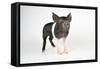 Saddleback Cross Piglet-null-Framed Stretched Canvas