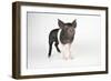 Saddleback Cross Piglet-null-Framed Photographic Print